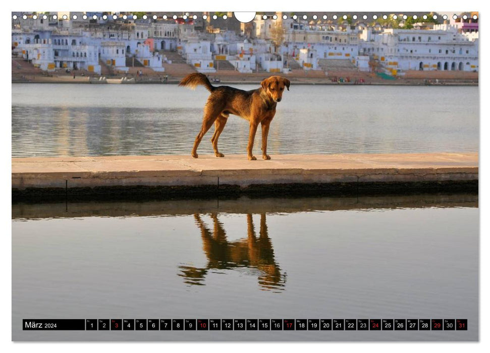 Hunde aus aller Welt (CALVENDO Wandkalender 2024)