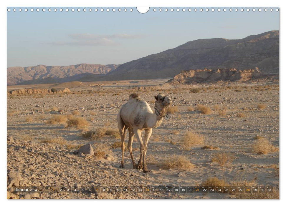 Impressions randonnée chamelière Sinaï 2024 (calendrier mural CALVENDO 2024) 
