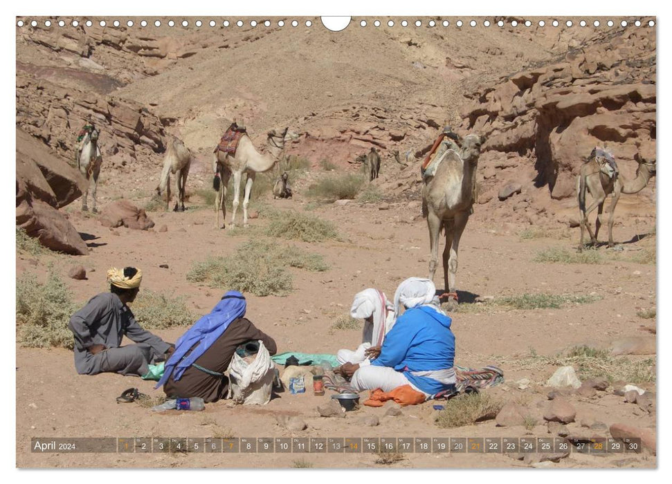 Impressionen Kameltrekking Sinai 2024 (CALVENDO Wandkalender 2024)