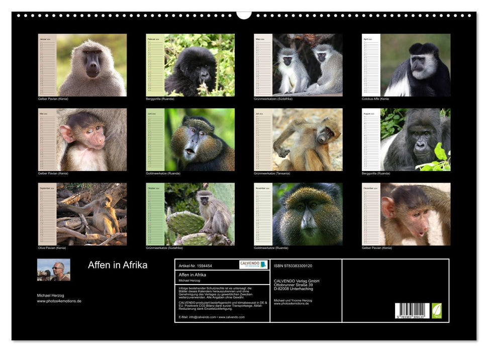 Affen in Afrika (CALVENDO Wandkalender 2024)