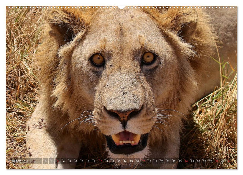 Tanzanie - L'Afrique fascinante (Calvendo Premium Wall Calendar 2024) 