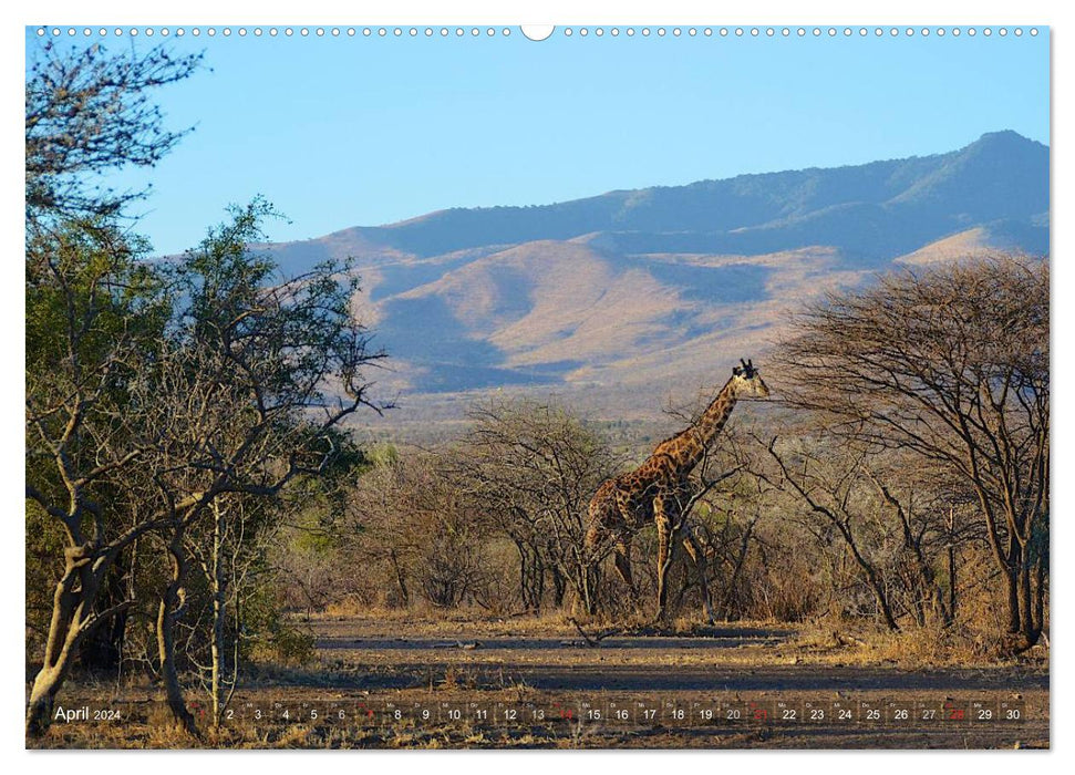 Tanzanie - L'Afrique fascinante (Calvendo Premium Wall Calendar 2024) 