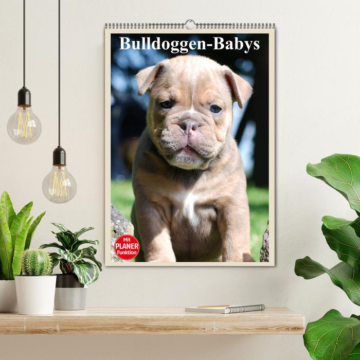 Bulldoggen-Babys (CALVENDO Wandkalender 2024)