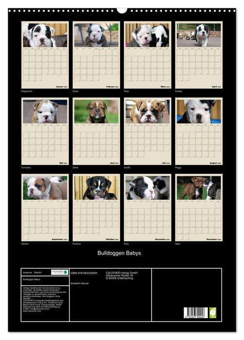 Bulldoggen-Babys (CALVENDO Wandkalender 2024)