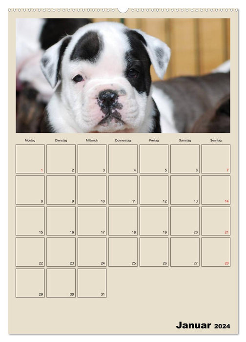 Bulldoggen-Babys (CALVENDO Wandkalender 2024)