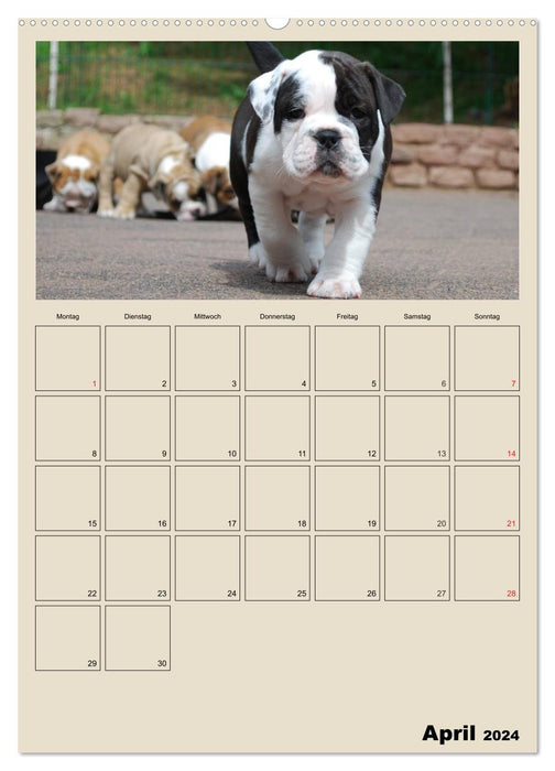 Bulldoggen-Babys (CALVENDO Wandkalender 2024)