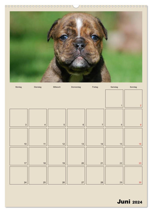 Bulldoggen-Babys (CALVENDO Wandkalender 2024)