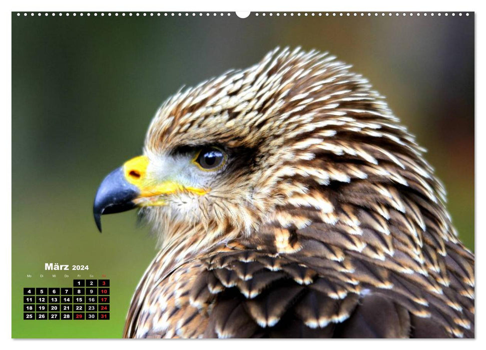 Greifvögel, Eulen und Käuze (CALVENDO Premium Wandkalender 2024)