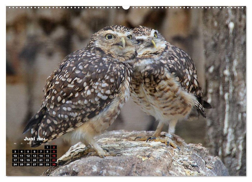 Oiseaux de proie, hiboux et hiboux (Calvendo Premium Wall Calendar 2024) 