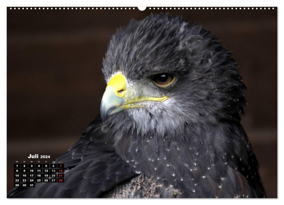 Oiseaux de proie, hiboux et hiboux (Calvendo Premium Wall Calendar 2024) 