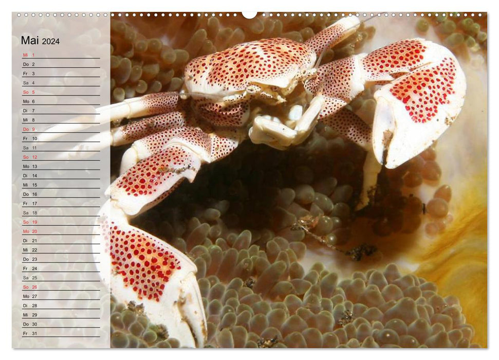 Krabben. Witzige Monster (CALVENDO Wandkalender 2024)