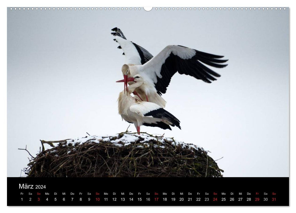 A year with the storks (CALVENDO Premium wall calendar 2024) 