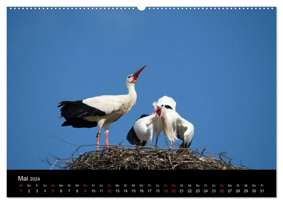 Une année avec les cigognes (Calendrier mural CALVENDO Premium 2024) 