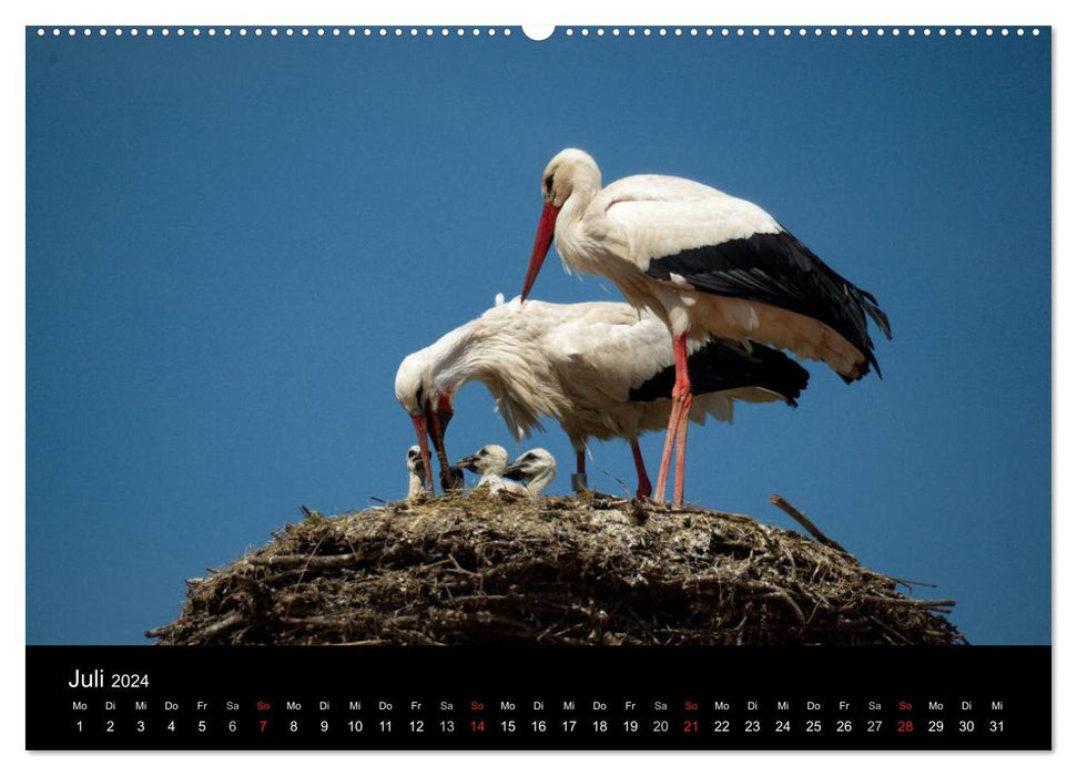 Ein Jahr bei den Störchen (CALVENDO Premium Wandkalender 2024)