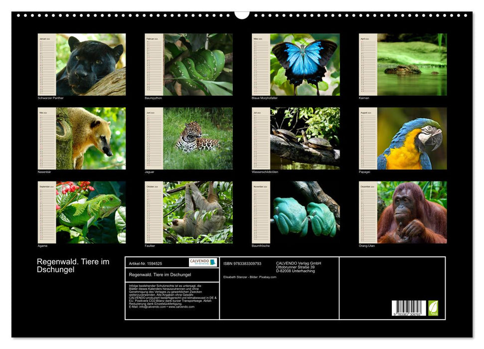 Regenwald. Tiere im Dschungel (CALVENDO Wandkalender 2024)