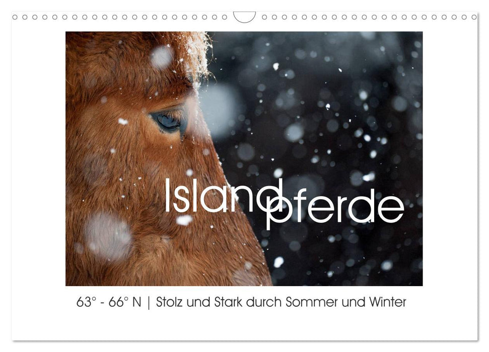 Islandpferde - Stolz und Stark durch Sommer und Winter (CALVENDO Wandkalender 2024)