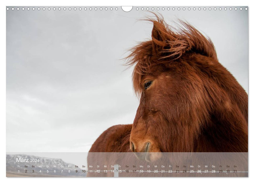 Chevaux islandais - fiers et forts été comme hiver (calendrier mural CALVENDO 2024) 