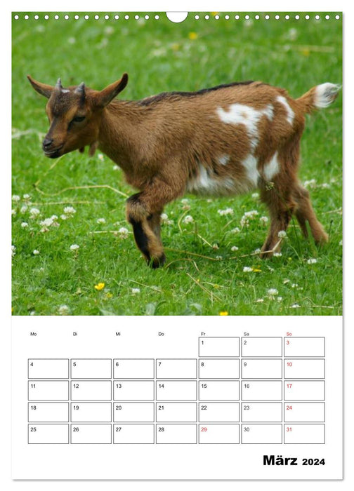 Agenda chèvres (calendrier mural CALVENDO 2024) 