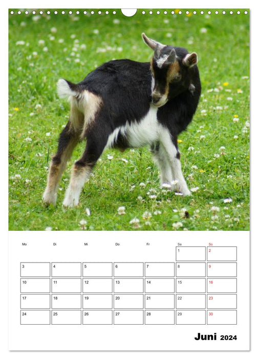 Agenda chèvres (calendrier mural CALVENDO 2024) 