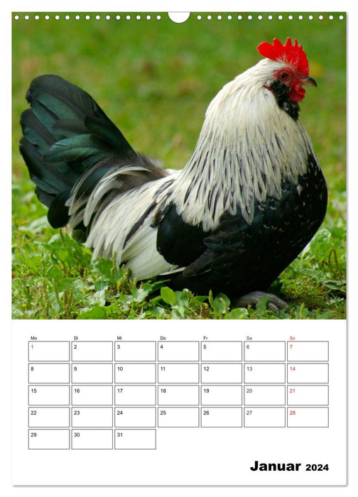 Hühner Terminplaner (CALVENDO Wandkalender 2024)