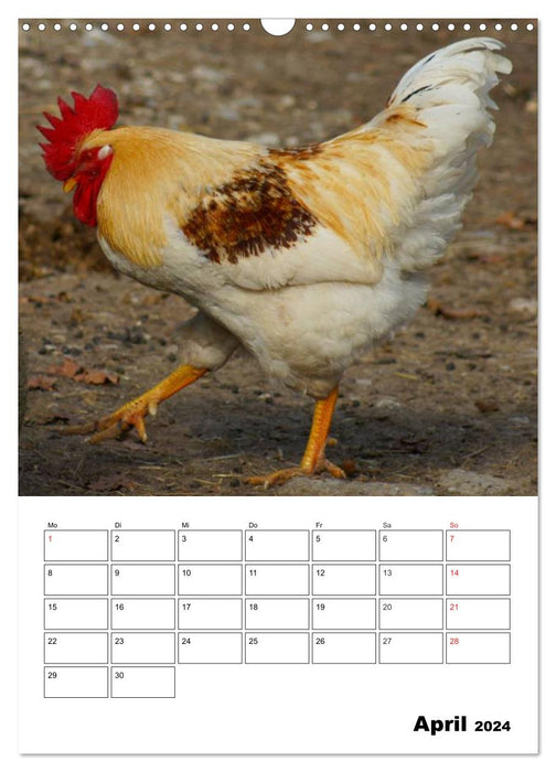 Hühner Terminplaner (CALVENDO Wandkalender 2024)