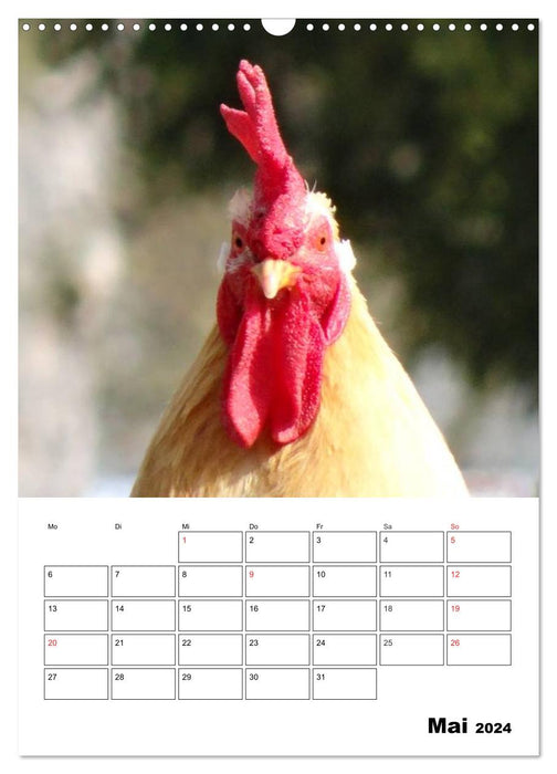 Hühner Terminplaner (CALVENDO Wandkalender 2024)