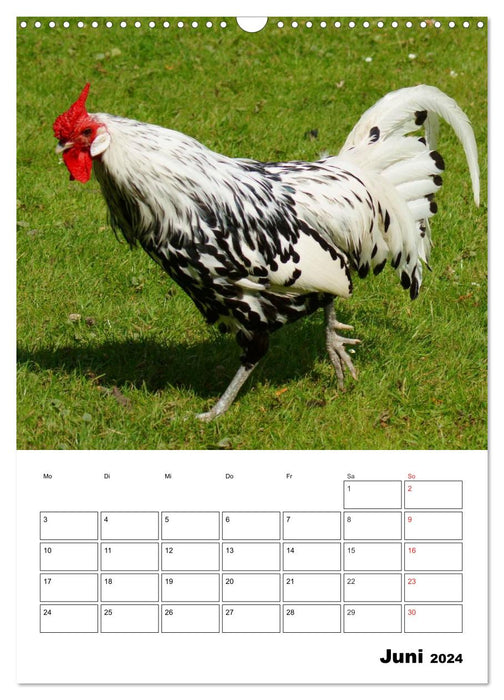 Hühner Terminplaner (CALVENDO Wandkalender 2024)