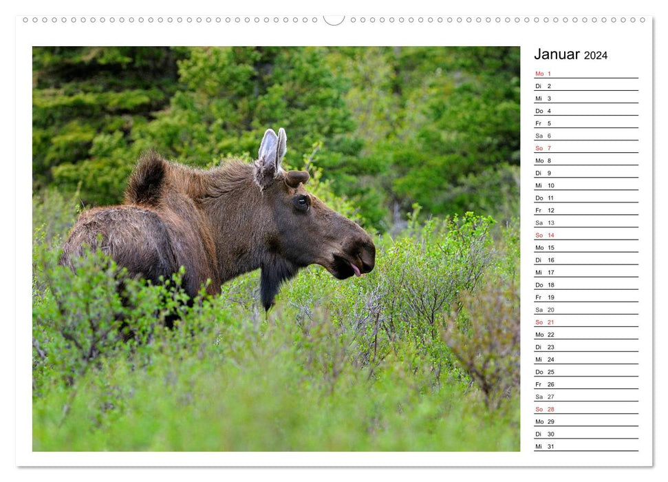 Alaskas Tierwelt - Artenvielfalt im hohen Norden (CALVENDO Wandkalender 2024)
