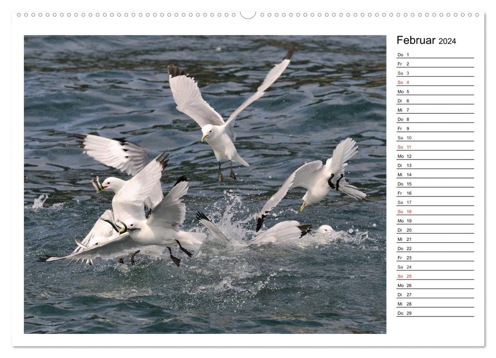 Alaskas Tierwelt - Artenvielfalt im hohen Norden (CALVENDO Wandkalender 2024)