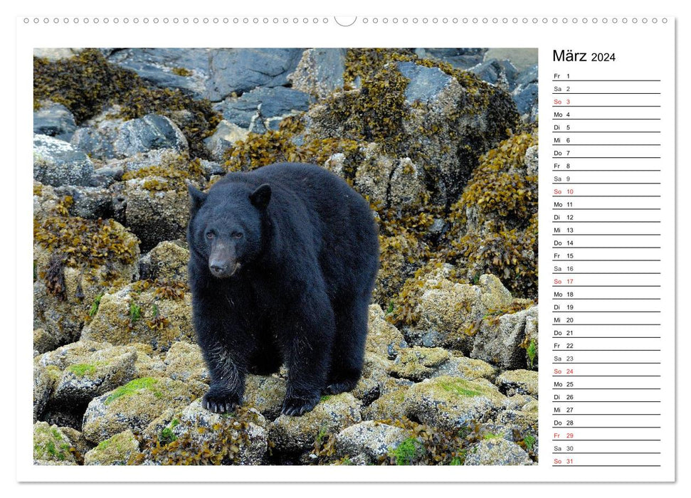 Alaskas Tierwelt - Artenvielfalt im hohen Norden (CALVENDO Wandkalender 2024)