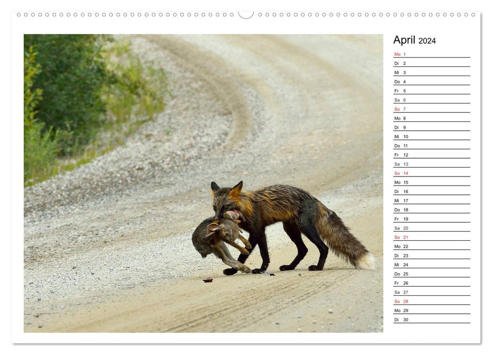 Alaskas Tierwelt - Artenvielfalt im hohen Norden (CALVENDO Wandkalender 2024)