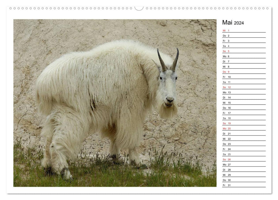 Alaskas Tierwelt - Artenvielfalt im hohen Norden (CALVENDO Wandkalender 2024)