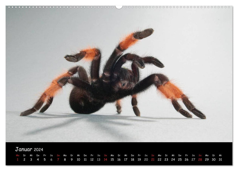 Mystische Vogelspinnen (CALVENDO Wandkalender 2024)
