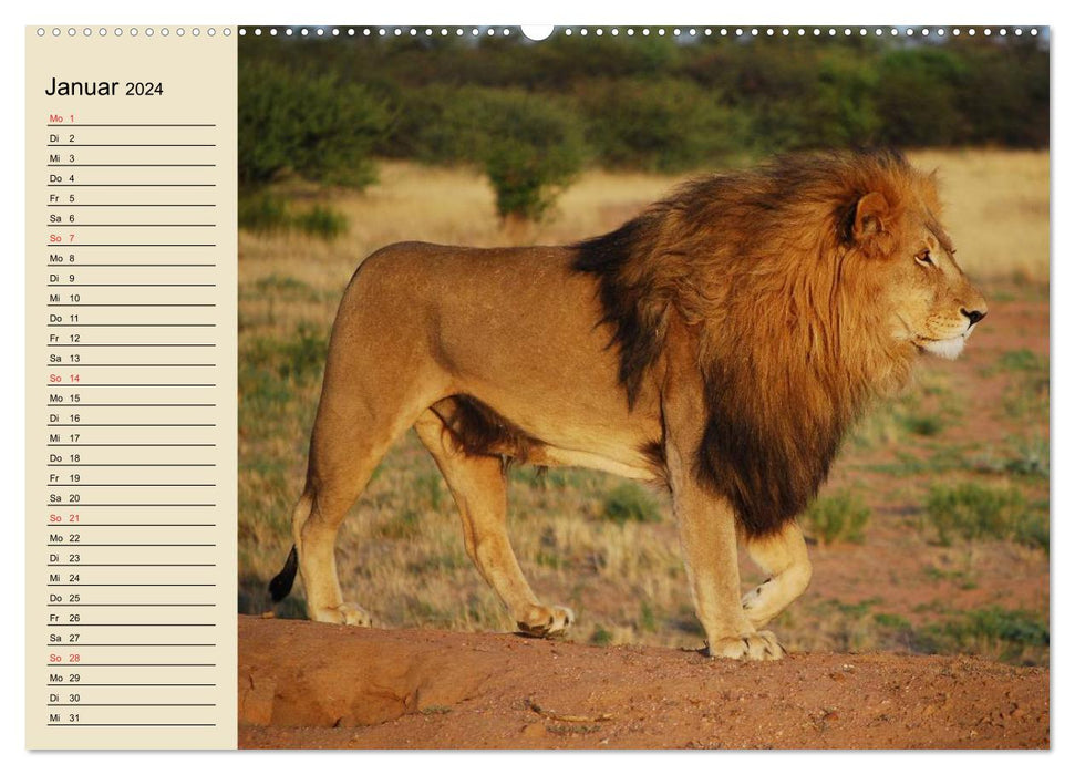 Löwen in freier Wildbahn (CALVENDO Premium Wandkalender 2024)