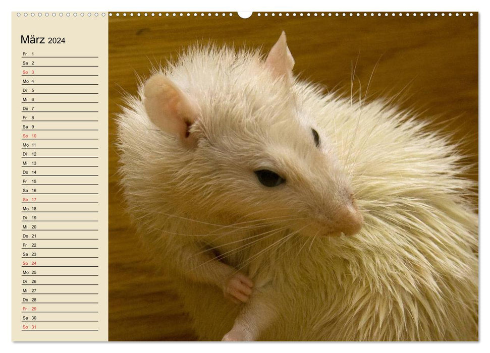 Ratten. Gelehrige Haustiere (CALVENDO Premium Wandkalender 2024)
