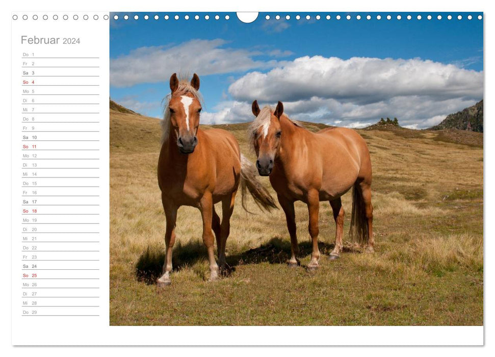 Pferde - Hobby und Leidenschaft (CALVENDO Wandkalender 2024)