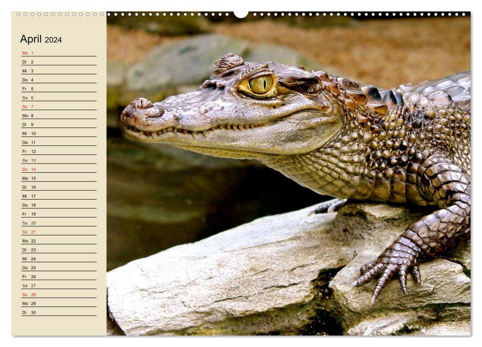 Krokodile und Alligatoren (CALVENDO Premium Wandkalender 2024)