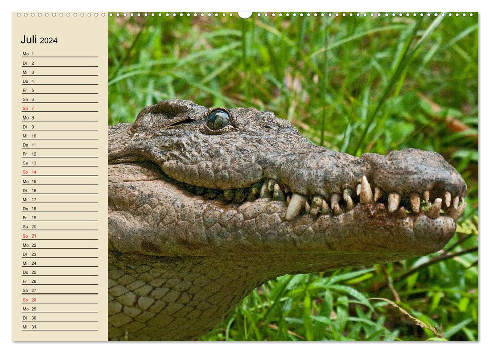 Krokodile und Alligatoren (CALVENDO Premium Wandkalender 2024)