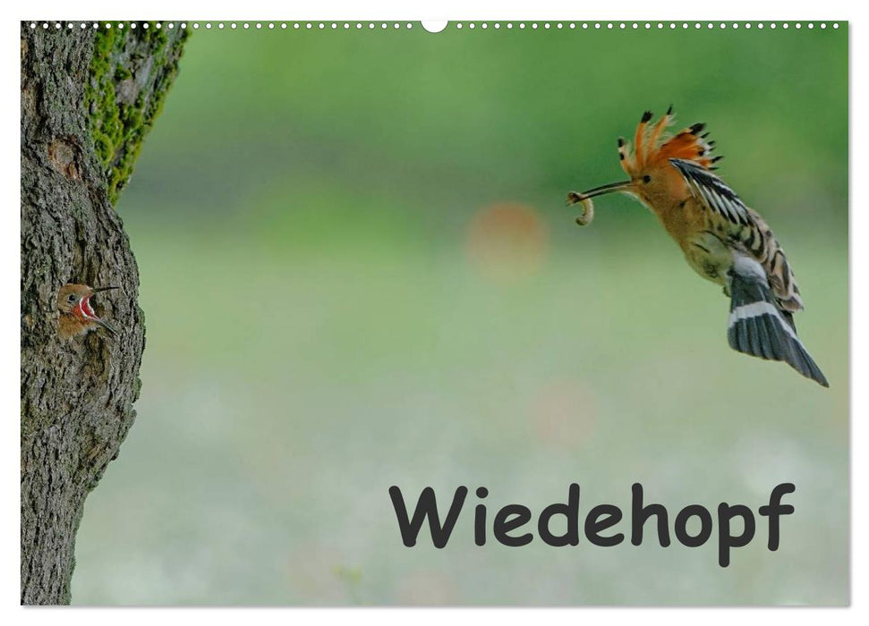 Hoopoe (CALVENDO wall calendar 2024) 