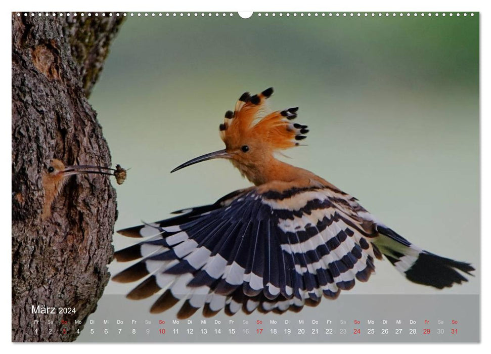 Hoopoe (CALVENDO wall calendar 2024) 