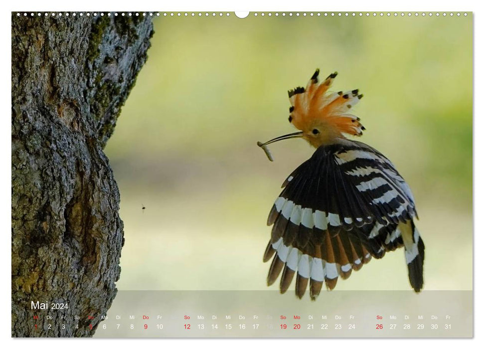 Wiedehopf (CALVENDO Wandkalender 2024)