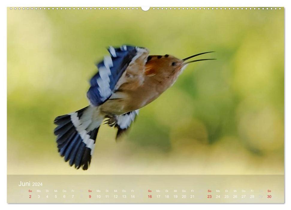 Hoopoe (CALVENDO wall calendar 2024) 