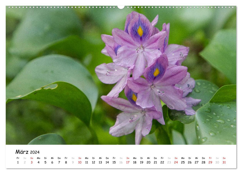 South India - Kerala (CALVENDO wall calendar 2024) 