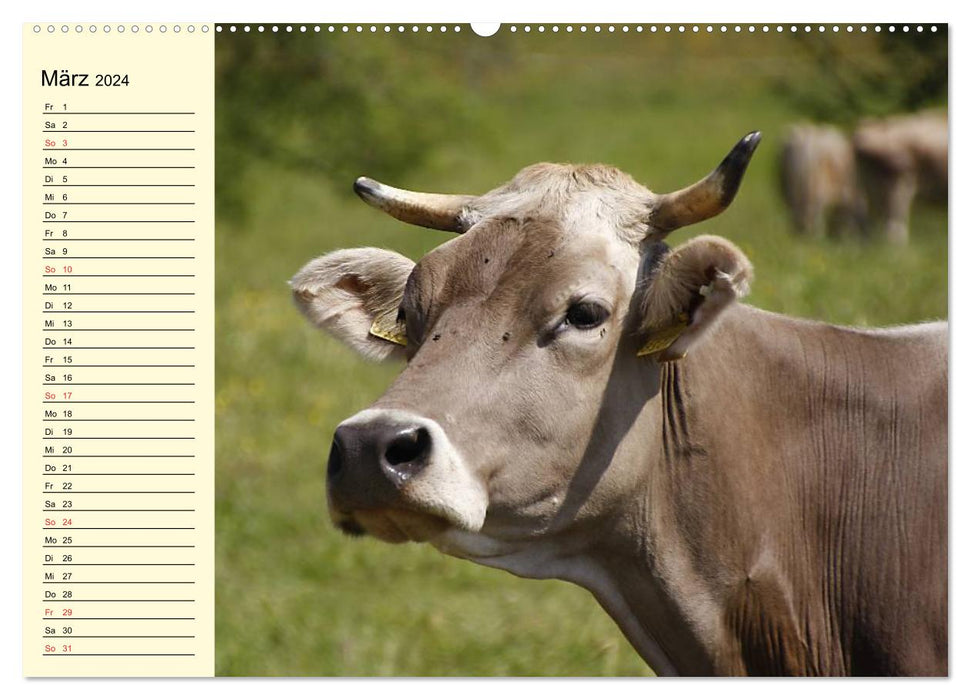 Glückliche Kühe auf saftigen Wiesen (CALVENDO Premium Wandkalender 2024)