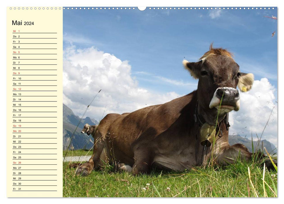 Glückliche Kühe auf saftigen Wiesen (CALVENDO Premium Wandkalender 2024)