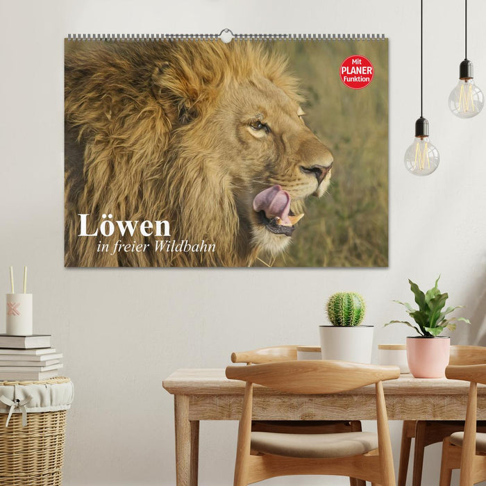 Lions à l'état sauvage (Calendrier mural CALVENDO 2024) 