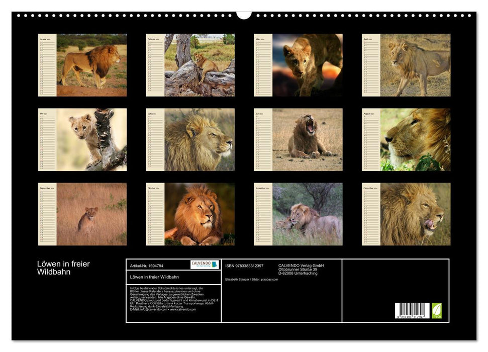 Lions in the wild (CALVENDO wall calendar 2024) 