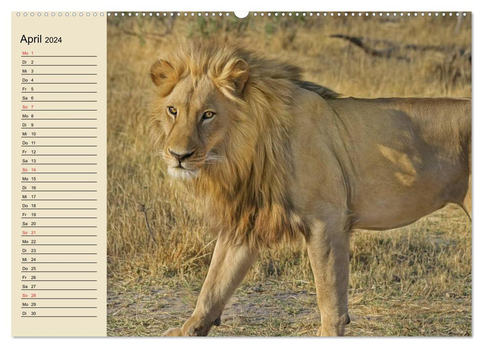 Lions in the wild (CALVENDO wall calendar 2024) 