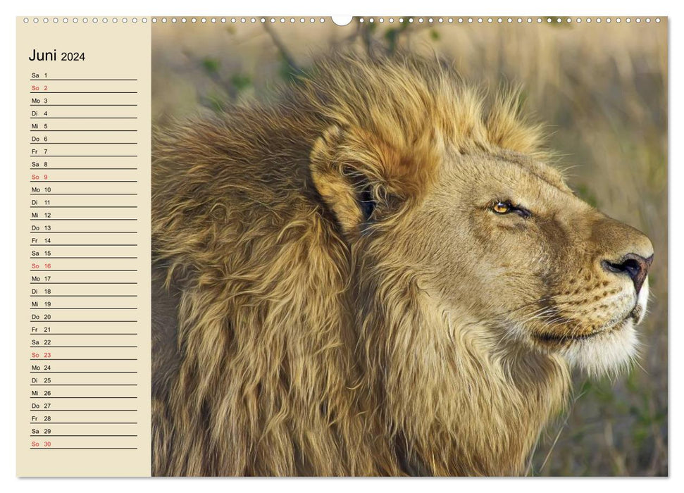 Lions in the wild (CALVENDO wall calendar 2024) 