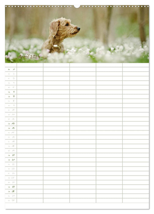 Dog planner for important events (CALVENDO wall calendar 2024) 